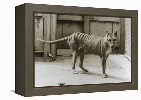 Thylacine - Tasmanian Tiger - Tasmanian Wolf (Thylacinus Cynocephalus) Last Known Individual-Dave Watts-Framed Premier Image Canvas