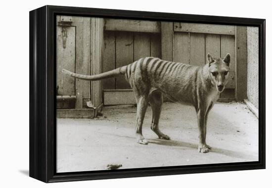 Thylacine - Tasmanian Tiger - Tasmanian Wolf (Thylacinus Cynocephalus) Last Known Individual-Dave Watts-Framed Premier Image Canvas