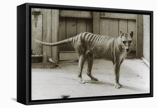 Thylacine - Tasmanian Tiger - Tasmanian Wolf (Thylacinus Cynocephalus) Last Known Individual-Dave Watts-Framed Premier Image Canvas