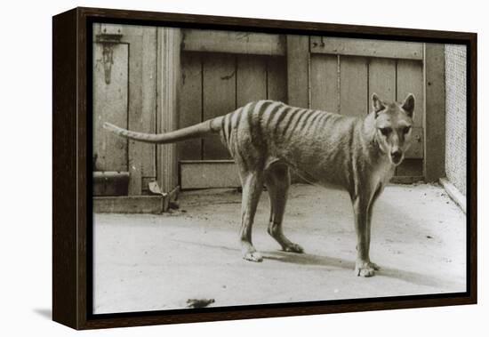 Thylacine - Tasmanian Tiger - Tasmanian Wolf (Thylacinus Cynocephalus) Last Known Individual-Dave Watts-Framed Premier Image Canvas