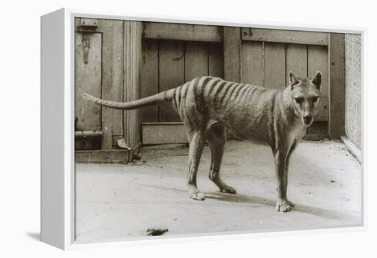 Thylacine - Tasmanian Tiger - Tasmanian Wolf (Thylacinus Cynocephalus) Last Known Individual-Dave Watts-Framed Premier Image Canvas