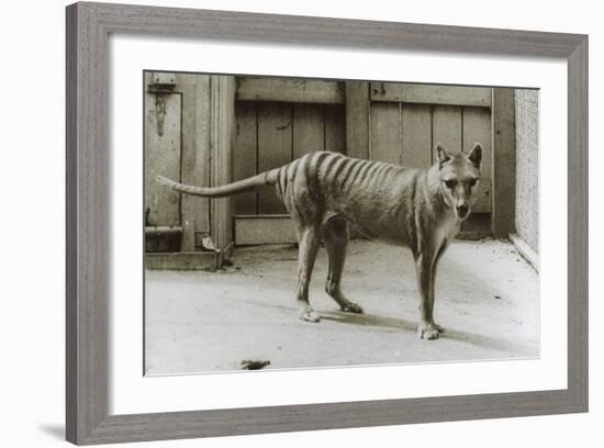 Thylacine - Tasmanian Tiger - Tasmanian Wolf (Thylacinus Cynocephalus) Last Known Individual-Dave Watts-Framed Photographic Print