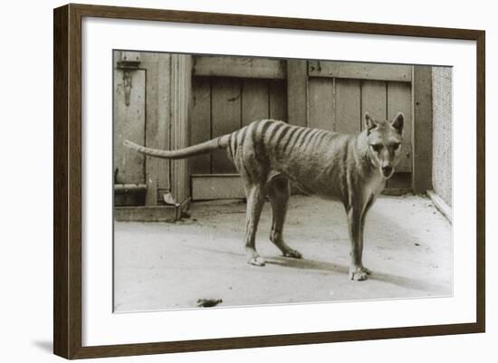 Thylacine - Tasmanian Tiger - Tasmanian Wolf (Thylacinus Cynocephalus) Last Known Individual-Dave Watts-Framed Photographic Print