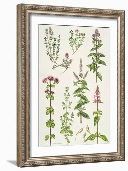 Thyme and Other Herbs-Elizabeth Rice-Framed Giclee Print