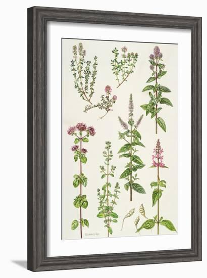 Thyme and Other Herbs-Elizabeth Rice-Framed Giclee Print