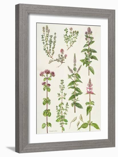 Thyme and Other Herbs-Elizabeth Rice-Framed Giclee Print