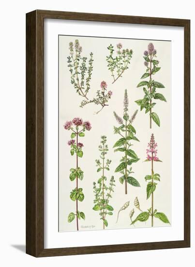 Thyme and Other Herbs-Elizabeth Rice-Framed Giclee Print