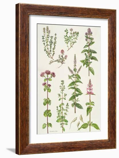 Thyme and Other Herbs-Elizabeth Rice-Framed Giclee Print