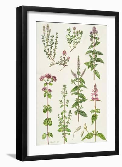Thyme and Other Herbs-Elizabeth Rice-Framed Giclee Print