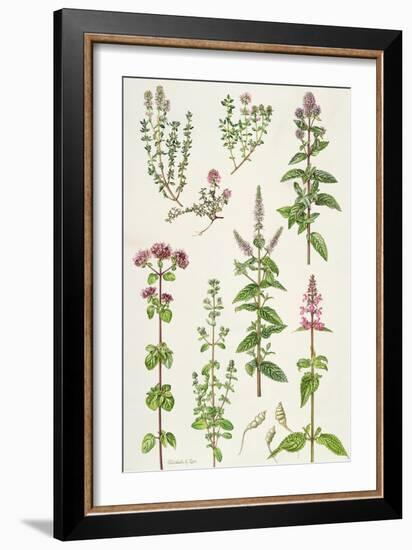 Thyme and Other Herbs-Elizabeth Rice-Framed Giclee Print