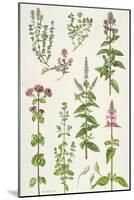 Thyme and Other Herbs-Elizabeth Rice-Mounted Giclee Print