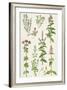 Thyme and Other Herbs-Elizabeth Rice-Framed Giclee Print