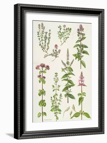 Thyme and Other Herbs-Elizabeth Rice-Framed Giclee Print