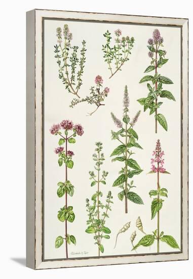 Thyme and Other Herbs-Elizabeth Rice-Framed Premier Image Canvas