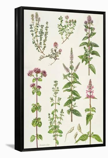 Thyme and Other Herbs-Elizabeth Rice-Framed Premier Image Canvas