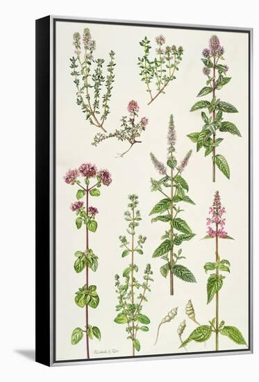 Thyme and Other Herbs-Elizabeth Rice-Framed Premier Image Canvas