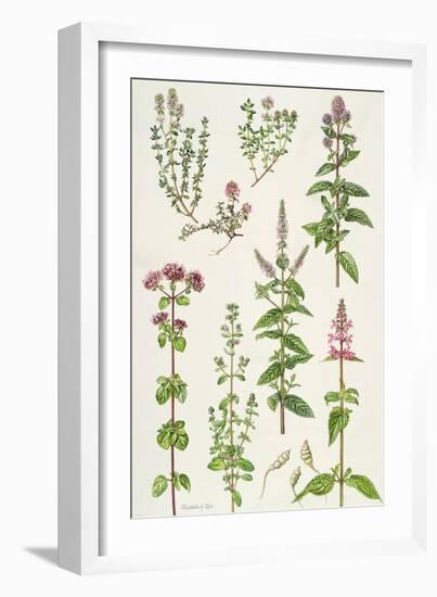 Thyme and Other Herbs-Elizabeth Rice-Framed Premium Giclee Print