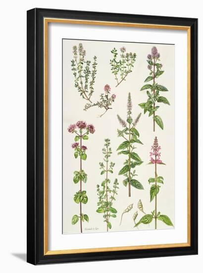 Thyme and Other Herbs-Elizabeth Rice-Framed Premium Giclee Print