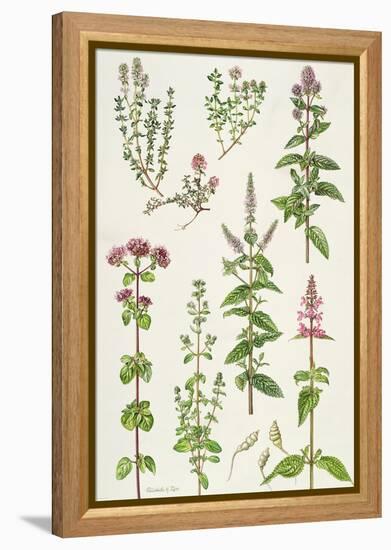 Thyme and Other Herbs-Elizabeth Rice-Framed Premier Image Canvas