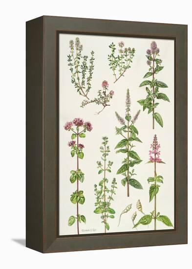 Thyme and Other Herbs-Elizabeth Rice-Framed Premier Image Canvas