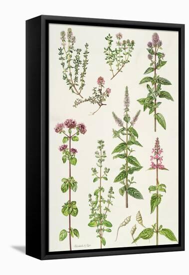 Thyme and Other Herbs-Elizabeth Rice-Framed Premier Image Canvas