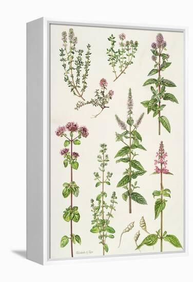 Thyme and Other Herbs-Elizabeth Rice-Framed Premier Image Canvas