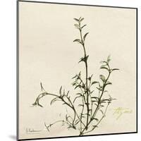 Thyme Moment-Albert Koetsier-Mounted Art Print