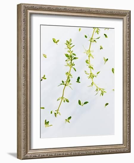 Thyme, Thymus Vulgare, Twigs, Leaves, Green-Axel Killian-Framed Photographic Print