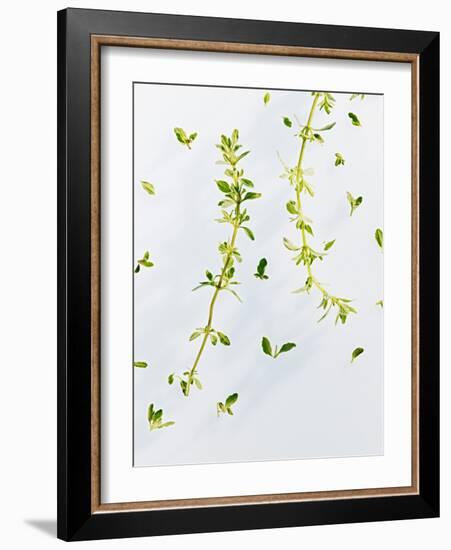 Thyme, Thymus Vulgare, Twigs, Leaves, Green-Axel Killian-Framed Photographic Print