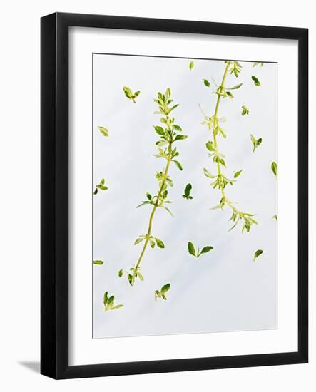 Thyme, Thymus Vulgare, Twigs, Leaves, Green-Axel Killian-Framed Photographic Print