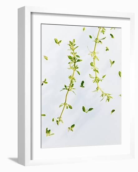 Thyme, Thymus Vulgare, Twigs, Leaves, Green-Axel Killian-Framed Photographic Print