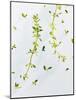 Thyme, Thymus Vulgare, Twigs, Leaves, Green-Axel Killian-Mounted Photographic Print