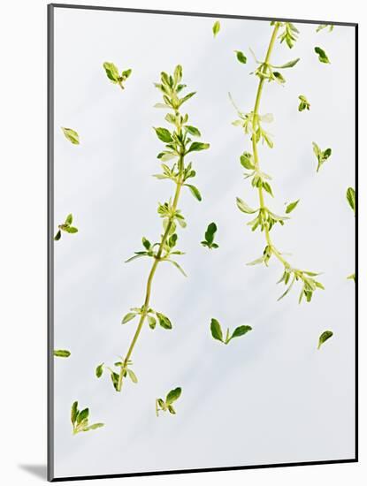 Thyme, Thymus Vulgare, Twigs, Leaves, Green-Axel Killian-Mounted Photographic Print