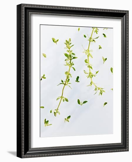 Thyme, Thymus Vulgare, Twigs, Leaves, Green-Axel Killian-Framed Photographic Print