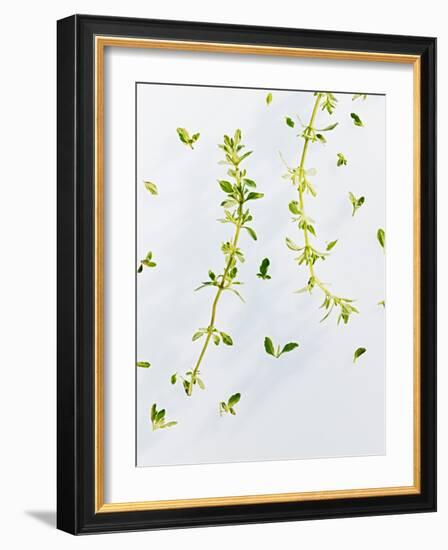 Thyme, Thymus Vulgare, Twigs, Leaves, Green-Axel Killian-Framed Photographic Print