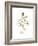 Thyme-Irina Trzaskos Studio-Framed Giclee Print