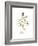 Thyme-Irina Trzaskos Studio-Framed Giclee Print