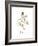 Thyme-Irina Trzaskos Studio-Framed Giclee Print