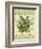 Thyme-Kate Ward Thacker-Framed Giclee Print