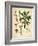 Thymelaeaceae-Vintage Lavoie-Framed Giclee Print