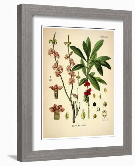 Thymelaeaceae-Vintage Lavoie-Framed Giclee Print