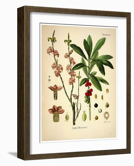 Thymelaeaceae-Vintage Lavoie-Framed Giclee Print