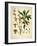 Thymelaeaceae-Vintage Lavoie-Framed Giclee Print