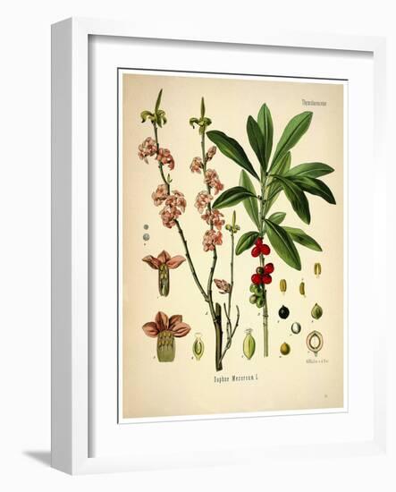 Thymelaeaceae-Vintage Lavoie-Framed Giclee Print