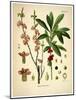 Thymelaeaceae-Vintage Lavoie-Mounted Giclee Print