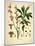 Thymelaeaceae-Vintage Lavoie-Mounted Giclee Print