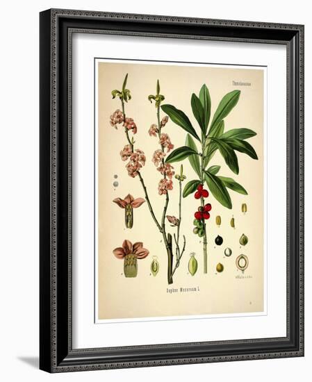 Thymelaeaceae-Vintage Lavoie-Framed Giclee Print
