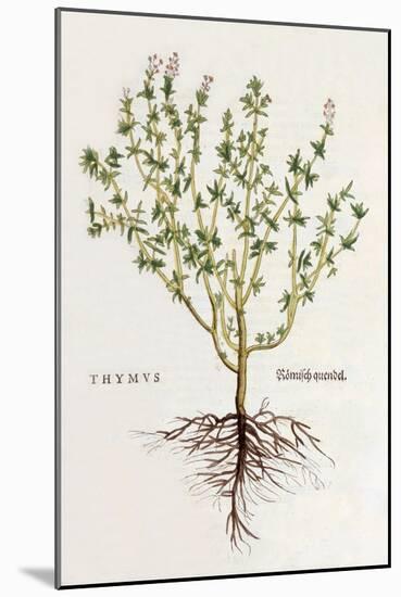 Thymus [Thyme], Illustration from 'De Historia Stirpium Commentarii Insignes' by Leonhard Fuchs,…-German School-Mounted Giclee Print