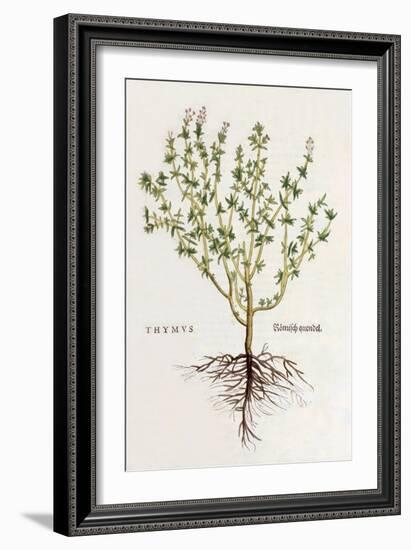 Thymus [Thyme], Illustration from 'De Historia Stirpium Commentarii Insignes' by Leonhard Fuchs,…-German School-Framed Giclee Print