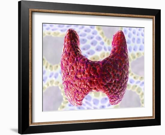 Thyroid Follicles, Artwork-David Mack-Framed Photographic Print